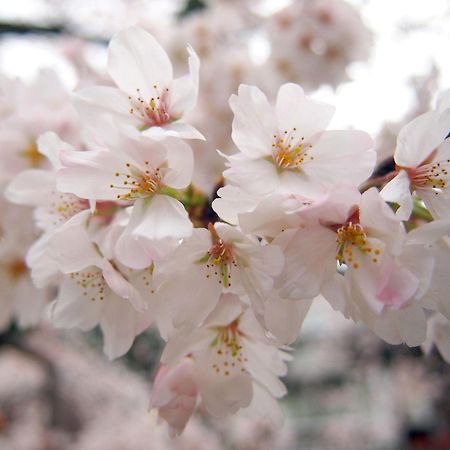 城崎温泉一棟貸し　旅宿yadokari Toyooka  Zewnętrze zdjęcie